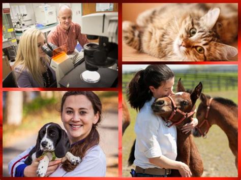 UVA Pre-Health Advising Blog: Cornell Veterinary School Admissions Presentations and Tours