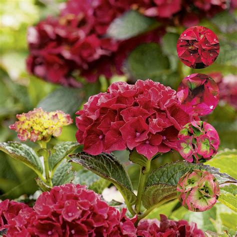 Doppelt Gefüllte Hortensie Miss Saori Hydrangea Macrophylla