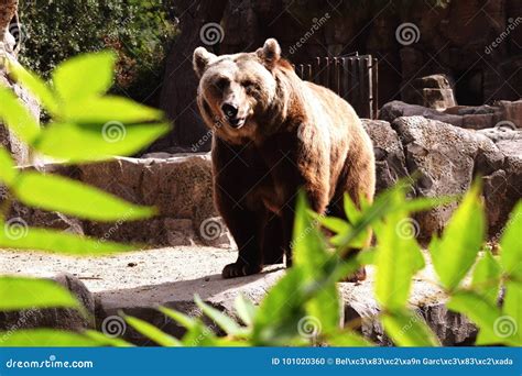 Oso De Grizzley Que Forrajea Para La Comida Foto De Archivo Imagen De