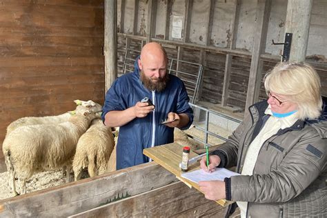 Rets K Ring Av V Rlam September Norsk Sau Og Geit