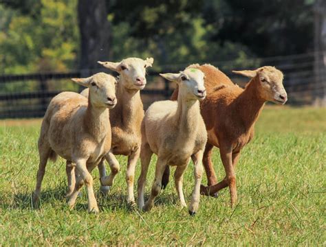 Fotos Gratis Naturaleza Césped Grupo Blanco Corriendo Rebaño