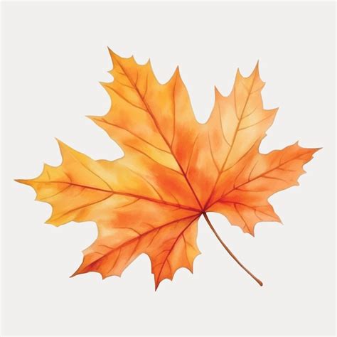 Premium Vector Vibrant Autumn Maple Leaf Illustration