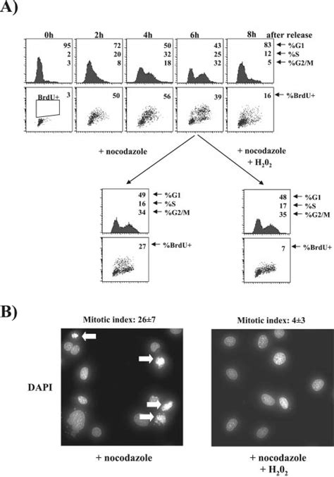 Cell Cycle Analysis Of NIH 3T3 Fibroblasts Released From A Double