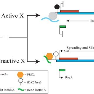 The Role Of Lncrnas In X Chromosome Inactivation In The Inactive X