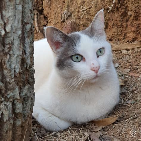 Voc Conhece O Gato De Pelo Curto Brasileiro Blog Shop Patas