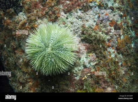 A Green Sea Urchin From Se Brazil Stock Photo Alamy