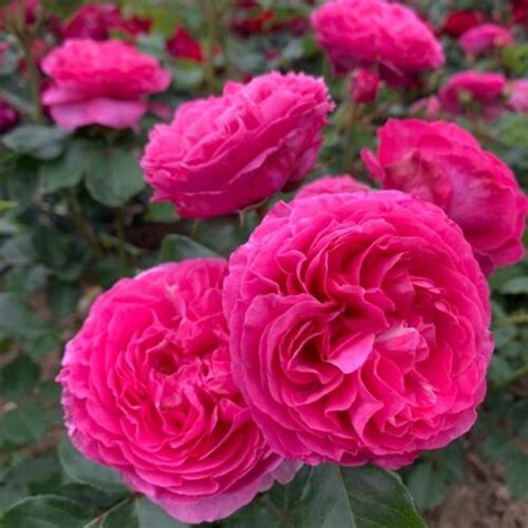 Lily Shrub Rose Quality Roses Direct From Grower