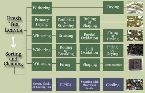 Tea Processing - Simpson & Vail