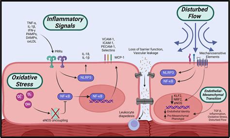 Frontiers Endothelial Cell Dysfunction In Cardiac Disease Driver Or