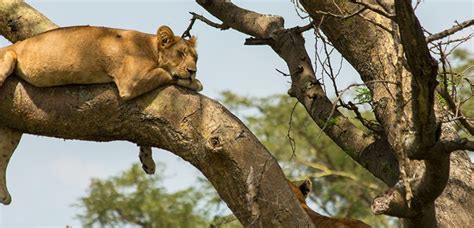 Ishasha Sector Queen Elizabeth National Park Tree Climbing Lions