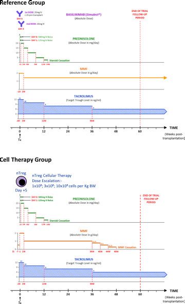 Feasibility Long Term Safety And Immune Monitoring Of Regulatory T