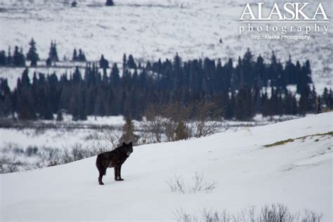 Gray Wolf Of Alaska Alaskaguide