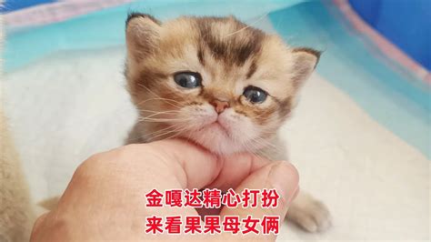 小帅猫金嘎达精心打扮来陪独苗奶猫母女，一个照面猫妈妈就动心了 Youtube