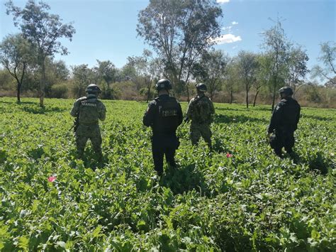 Destruyen Cuatro Plant Os En Sinaloa Dos De Amapola Y Dos De Mariguana