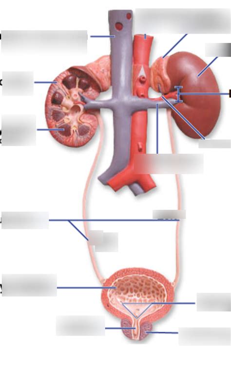 BIOL 244L Urinary System Overview Diagram Quizlet