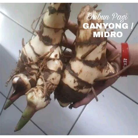 Jual Bibit Umbi Ganyong Atau Midro Kaya Manfaat Shopee Indonesia