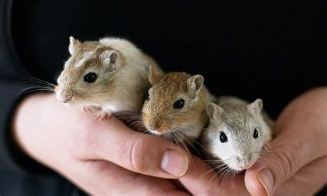 Information about gerbil breeding and genetics - 2024