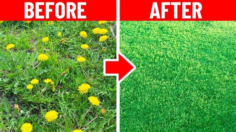 Kill A Lawn Full Of Weeds Without Harming The Grass Youtube