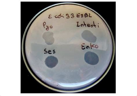 Plaque Morphology Of Escherichia Coli Strain The Figure Shows