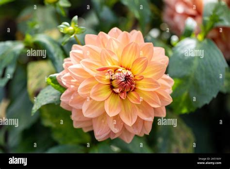 Apricot Orange Waterlily Dahlia Flower Dorset England Stock Photo Alamy