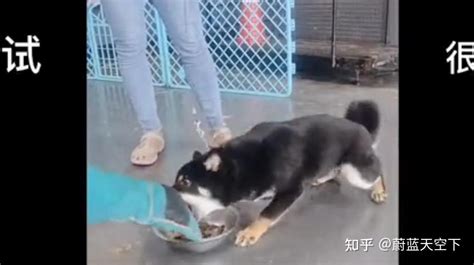 柴犬不听话，喜欢护食扑人？广州训犬学校让主人学会训犬 知乎