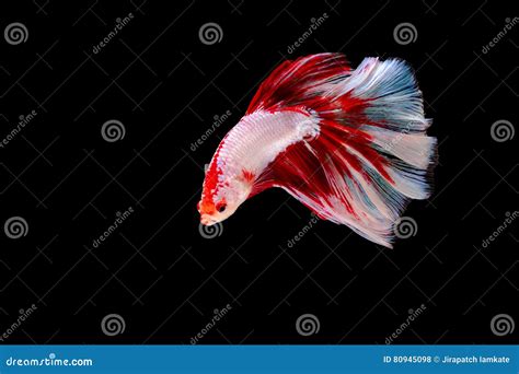 Beta Siamese Fighting Fish On Isolated Stock Photo Image Of Dress