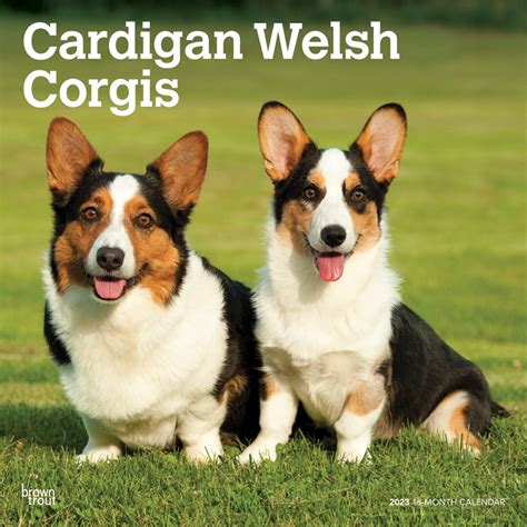 Cardigan Welsh Corgis 2023 Square Wall Calendar Browntrout