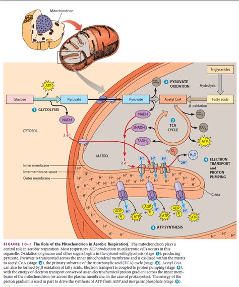 The Role Of The Mitochondrion In Aerobic Respiration