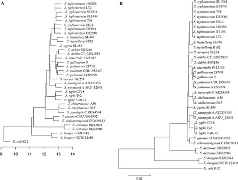 Phylogenetic Trees Among The Salmonella Strains And E Coli K12 Based