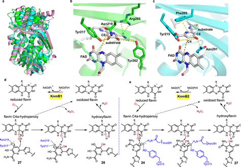 Structures And Catalytic Mechanisms Of KnmB1 And KnmB2 A Comparison Of