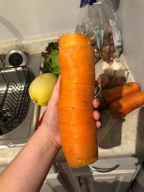 Absolute Unit Of A Carrot Received In A Produce Box Rabsoluteunits