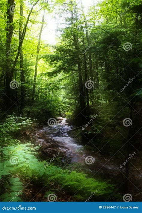 Brook In The Forest Royalty Free Stock Photography Image 2926447