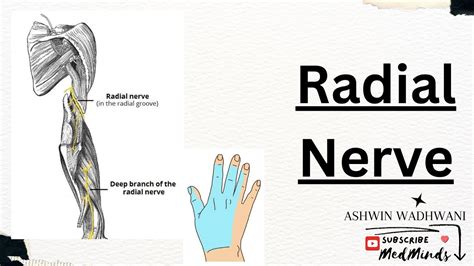 Radial Nerve Course Branches And Applied Anatomy Youtube