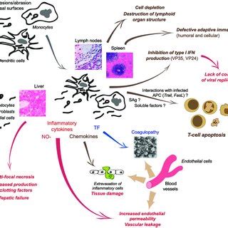 Filovirus outbreaks in Africa. Reported outbreaks or isolated cases of ...