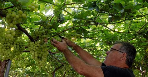 Por Qu Tomamos Uvas En Nochevieja