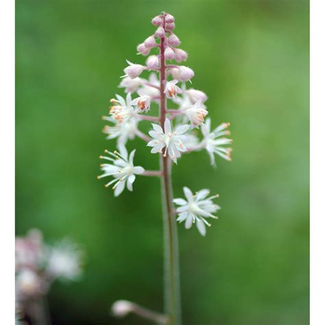 Zipfelblättrige Garten Schaumblüte Pink Skyrocket - Tiarella laciniata