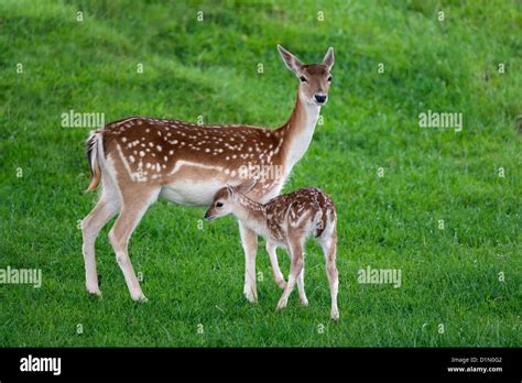 Fallow Deer Cervus dama doe with fawn Stock Photo - Alamy