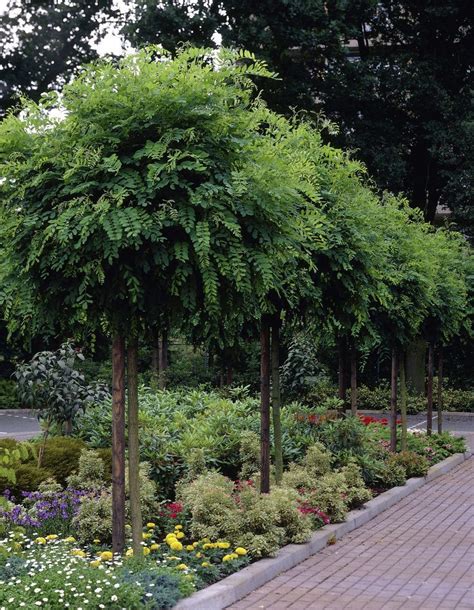 Standard Trees For Small Gardens