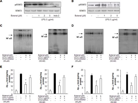 Effects Of 2 4 Bis P Hydroxyphenyl 2 Butenal On STAT3 Activation In