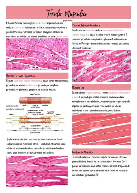 Resumo De Histologia Tecido Muscular Resumo De Tecido Muscular Porn