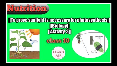 To Prove Sunlight Is Necessary For Photosynthesis Nutrition Biology