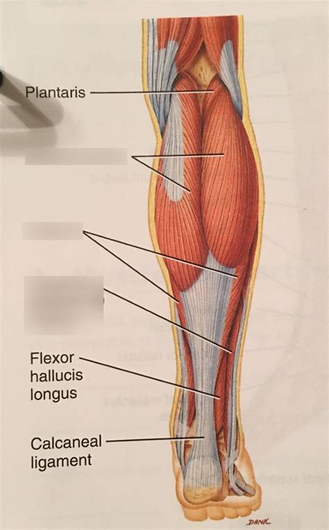 Deep Posterior Lower Leg Muscles