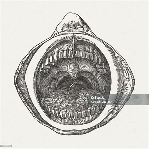 Human Oral Cavity Published In 1884 Stock Illustration Download Image Now Buccal Cavity