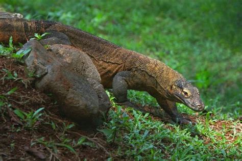 Mating Komodo Dragons Stock Photos Royalty Free Mating Komodo Dragons