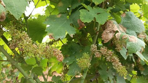 Peronospora Killer Vigneti In Malora A Foggia Bari E Taranto