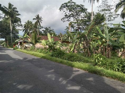 Kode TS 144 Tanah Sawah Menarik Di Tempel Sleman Yogyakarta