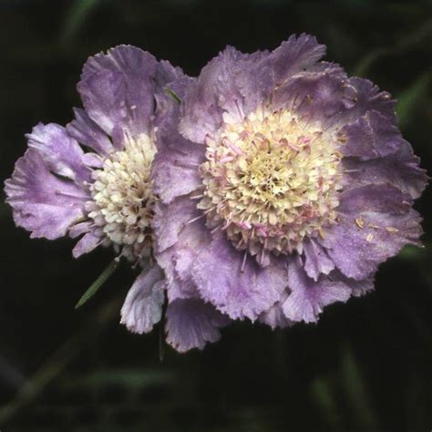 Skabiose Stäfa Scabiosa caucasica Stäfa günstig kaufen