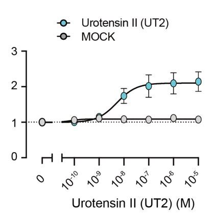 Genetic Effects Of Remdesivir Mediated UTS2R Activation A Effects Of