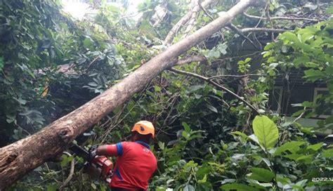 Nusabali Pohon Tumbang Timpa Rumah Dan Mts