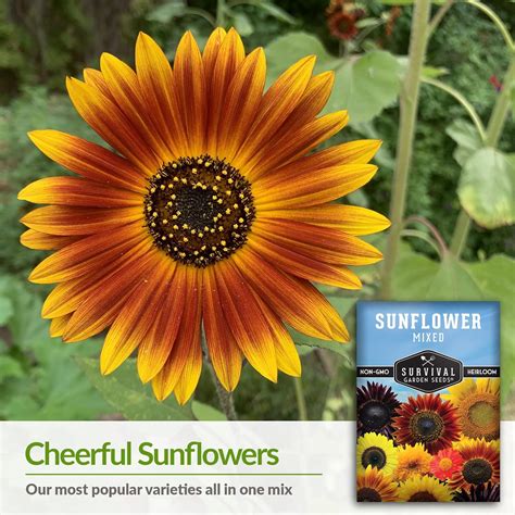 Survival Garden Seeds Mezcla De Semillas De Girasol Populares Para